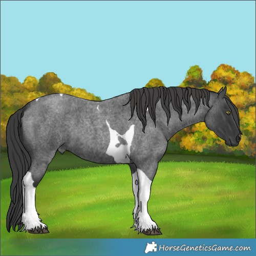 Horse Color:Blue Roan Tobiano 