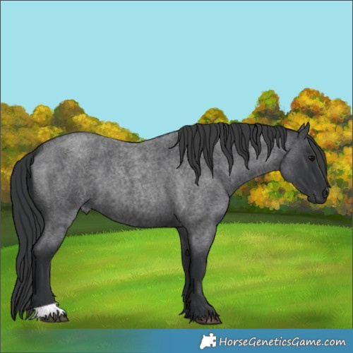 Horse Color:Blue Roan 