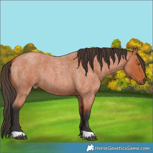Horse Color:Bay Roan