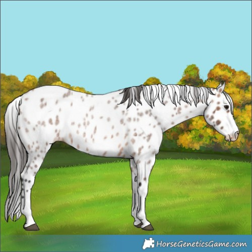 Horse Color:Bay Roan Tobiano Leopard
