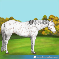Horse Color:Bay Roan Tobiano Leopard