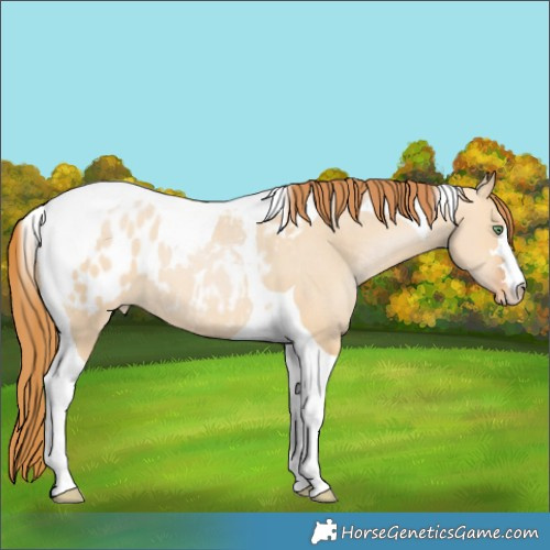 Horse Color:Bay Pearl Dun Tobiano Appaloosa 