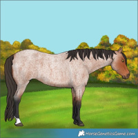 Horse Color:Bay Roan