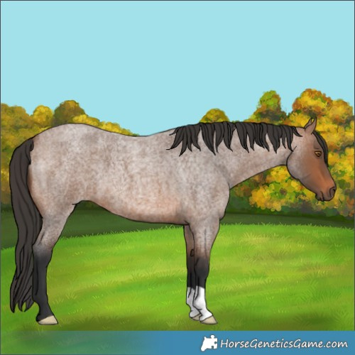 Horse Color:Bay Roan 