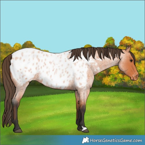 Horse Color:Bay Roan Blanket