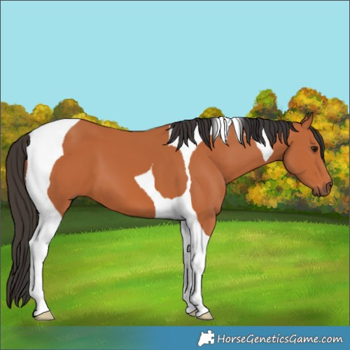 Horse Color:Bay Tobiano