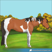 Horse Color:Bay Tobiano
