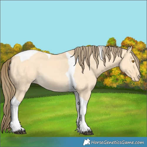 Horse Color:Buckskin Dun Tobiano Varnish
