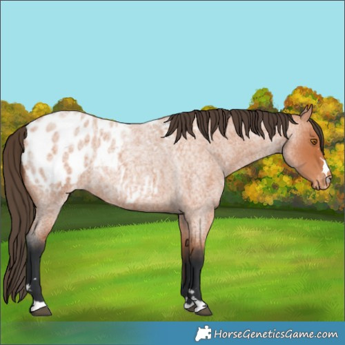 Horse Color:Bay Roan Blanket