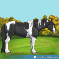 Horse Color:Black Tobiano Snowcap