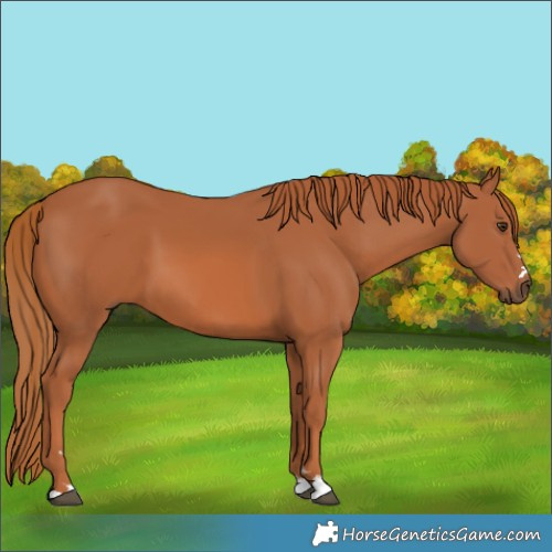 Horse Color:Chestnut 