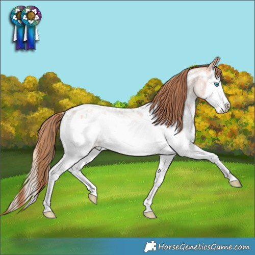Horse Color:Gold Champagne Roan Splash Appaloosa Rabicano 