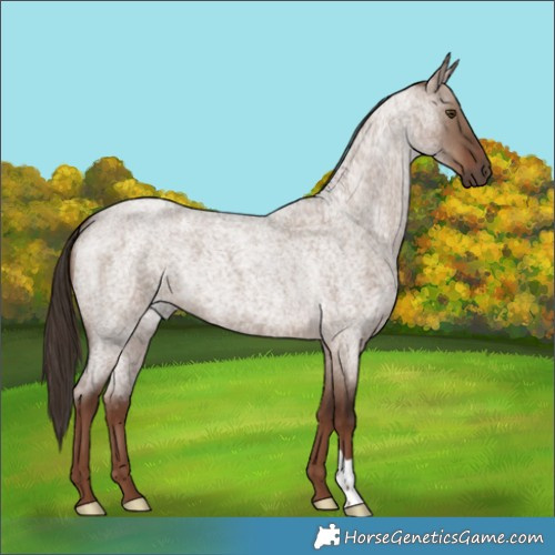 Horse Color:Liver Red Dun Roan