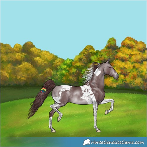 Horse Color:Chocolate Brown Chinchilla Tobiano Rabicano