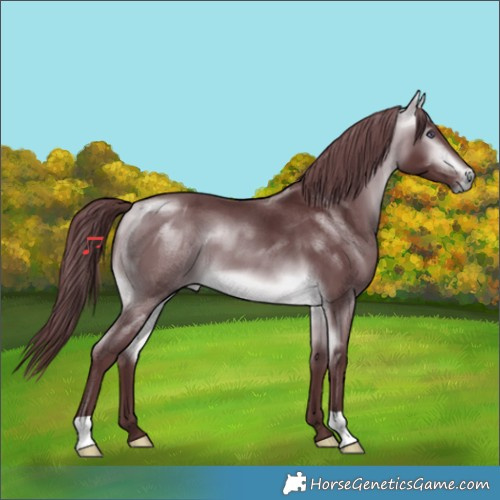 Horse Color:Chocolate Buckskin Chinchilla 