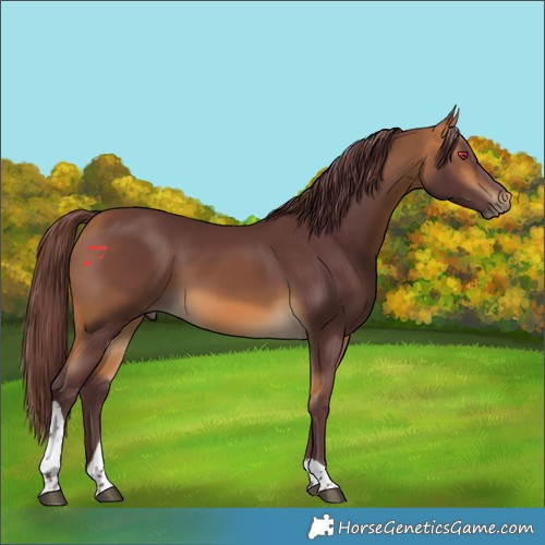 Horse Color:Chocolate Buckskin Tobiano