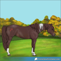 Horse Color:Chocolate Brown Tobiano