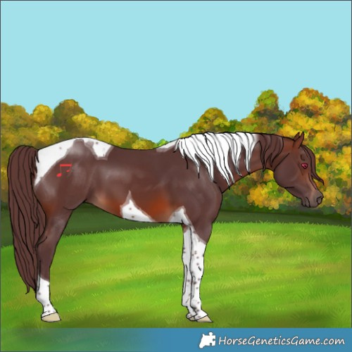 Horse Color:Chocolate Brown Mushroom Tobiano