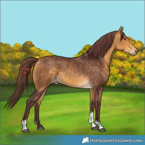Horse Color:Chocolate Buckskin Sabino Tobiano 