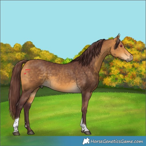 Horse Color:Chocolate Buckskin Sabino Tobiano 