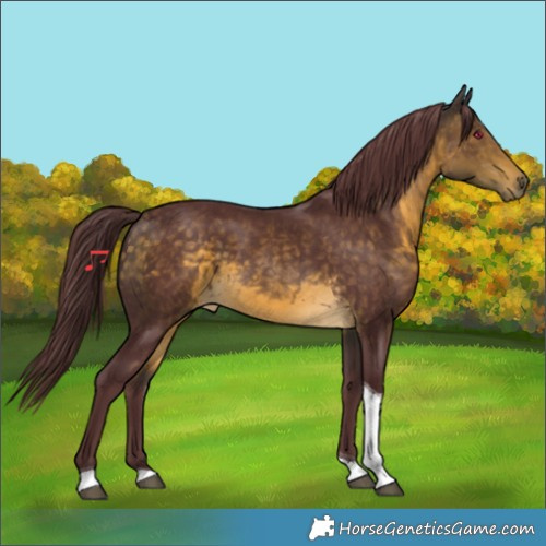 Horse Color:Chocolate Buckskin Tobiano 