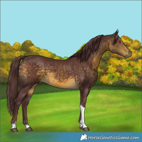 Horse Color:Chocolate Buckskin Tobiano