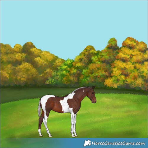 Horse Color:Chocolate Silver Brown Tobiano 