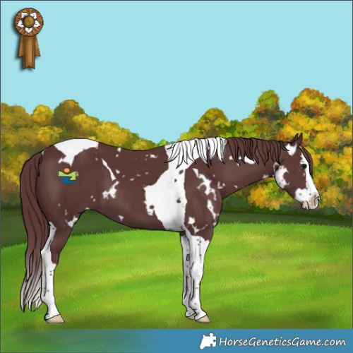 Horse Color:White Spotted Chocolate Smoky Black Splash Tobiano