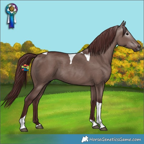 Horse Color:Gray Chocolate Grullo Tobiano 
