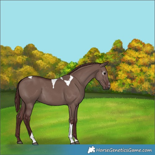 Horse Color:Gray Chocolate Grullo Tobiano 
