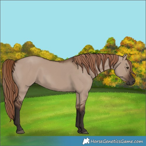 Horse Color:Liver Red Dun 