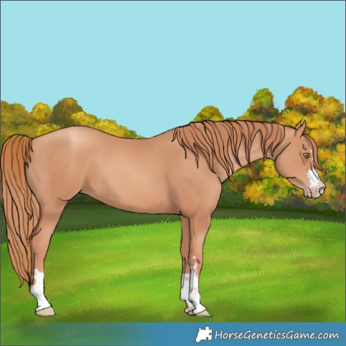 Horse Color:Gold Champagne 