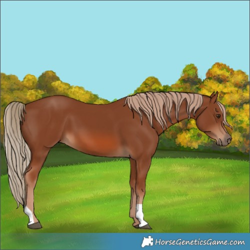 Horse Color:Chestnut 