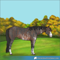 Horse Color:Brown Sabino Rabicano  and Brown Sabino Rabicano 