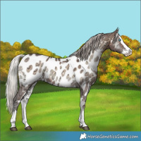 Horse Color:White Spotted Silver Brown Ice Onyx Splash Near Leopard Rabicano