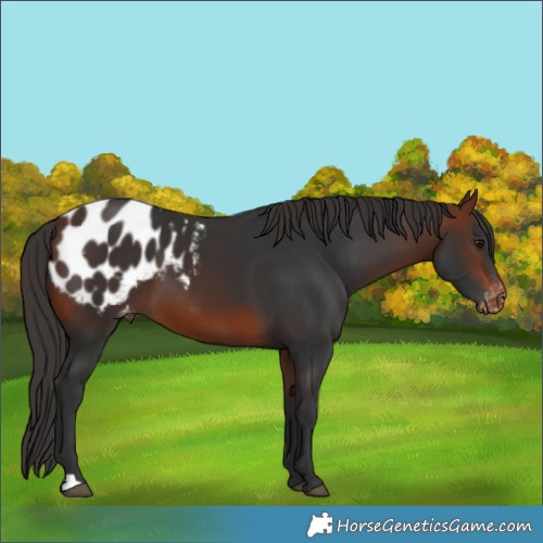 Horse Color:Bay Appaloosa