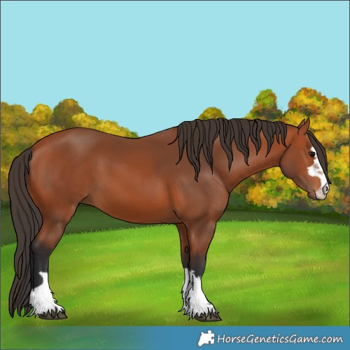 Horse Color:Bay 