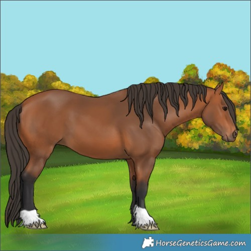 Horse Color:Bay 