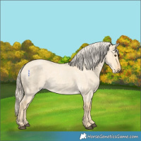 Horse Color:Palomino Roan Dun