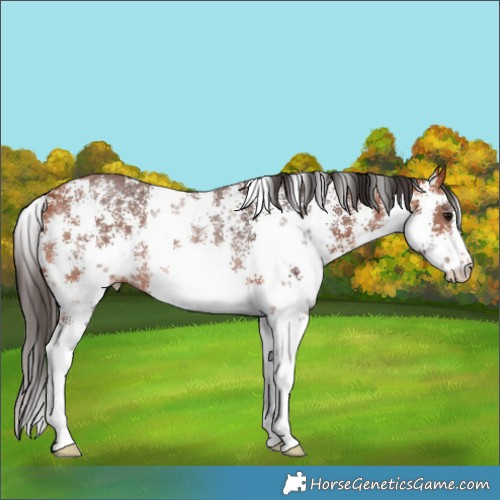Horse Color:Bay Sabino Rabicano