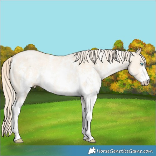 Horse Color:Palomino Pearl Dun Sabino Rabicano 