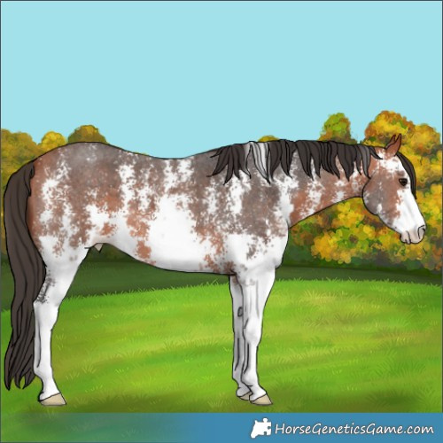 Horse Color:Bay Sabino 
