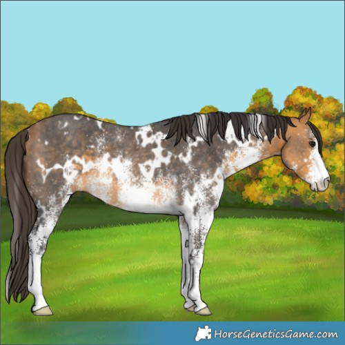 Horse Color:White Spotted Buckskin Rabicano 