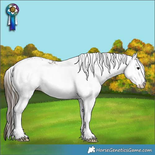 Horse Color:White Spotted Buckskin Rabicano