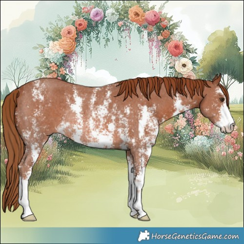 Horse Color:Chestnut Sabino Rabicano