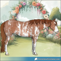 Horse Color:Chestnut Sabino Rabicano
