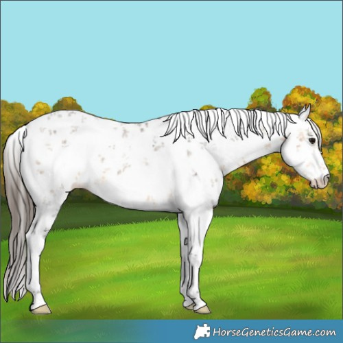 Horse Color:White Spotted Buckskin Sabino Rabicano