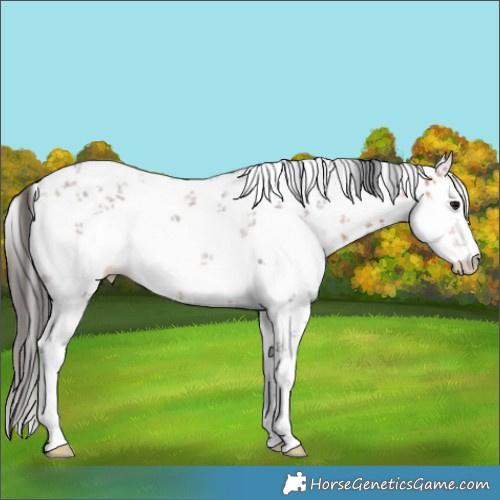 Horse Color:White Spotted Bay Sabino Rabicano 