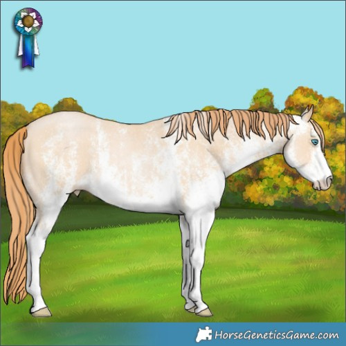 Horse Color:White Spotted Buckskin Pearl