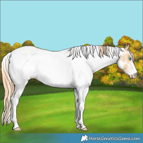 Horse Color:White Spotted Buckskin Pearl Rabicano